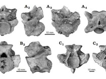 Ilmuwan Temukan Fosil Raja Samudra Purba, Ular Laut Raksasa