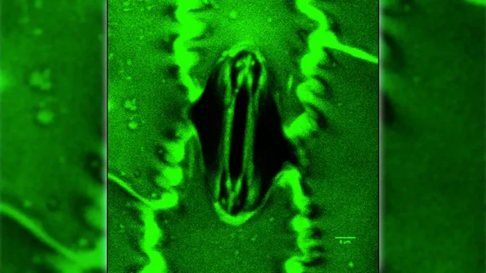 Ilmuwan Kini Bisa Lihat Tanaman Bernapas Secara Langsung