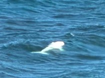 Paus Putih Langka Tertangkap Kamera di Lepas Pantai, Ilmuwan Cari Tahu Penyebabnya