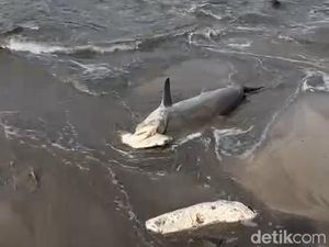 Dua Hari Berturut, Hiu Martil Terdampar di Pantai Kuta, Ini Penyebabnya