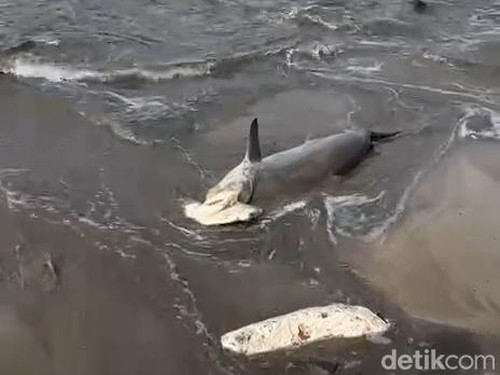 Hiu martil terdampar di Pantai Kuta, Jumat (16/1/2026)