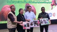 Cari Jodoh Sampai Jepang, Orangutan Jennifer Dijodohkan dengan Hayato