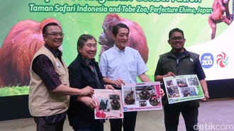 Cari Jodoh Sampai Jepang, Orangutan Jennifer Dijodohkan dengan Hayato