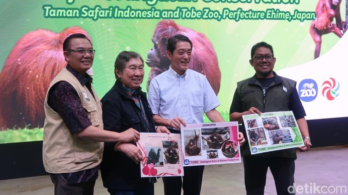 Cari Jodoh Sampai Jepang, Orangutan Jennifer Dijodohkan dengan Hayato