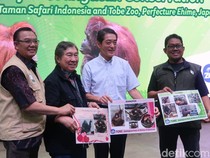 Cari Jodoh Sampai Jepang, Orangutan Jennifer Dijodohkan dengan Hayato
