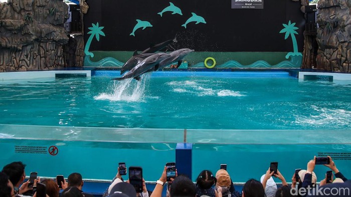 Pengunjung menyaksikan pertunjukan lumba-lumba di wahana Ocean Dream Samudra, kawasan Ancol, Jakarta Utara, Jumat (16/1/2026).