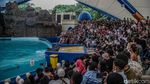 Pertunjukan Lumba-lumba Jadi Favorit di Ancol