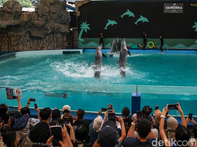 Pertunjukan Lumba-lumba Jadi Favorit di Ancol
