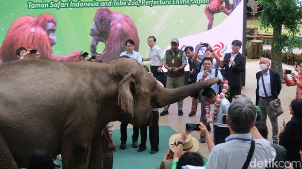Taman Safari Indonesia (TSI) melakukan kerjasama dengan sebuah kebun binatang Jepang. Seekor orangutan diterbangkan, untuk perjodohan.