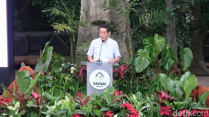 Taman Safari Indonesia Kirim Orangutan ke Jepang, Namanya Jennifer