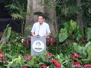Taman Safari Indonesia Kirim Orangutan ke Jepang, Namanya Jennifer