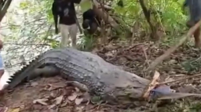 Warga menemukan buaya dalam kondisi mati di Konawe Selatan.