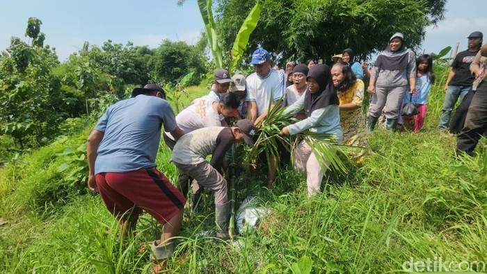 Warga saat mencabut tanaman sawit di Bukit Cigobang.