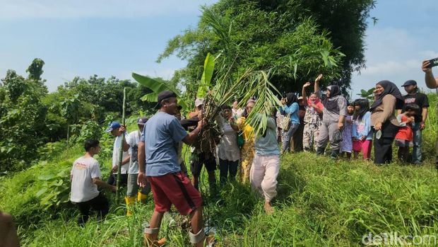 Warga saat mencabut tanaman sawit di Bukit Cigobang. Warga saat mencabut tanaman sawit di Bukit Cigobang.