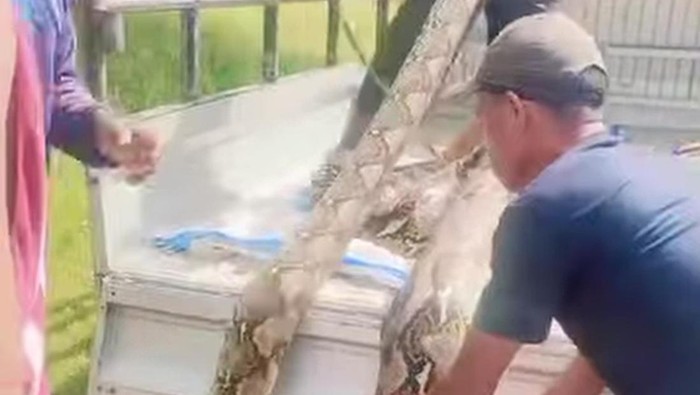 Bangkai Ular Piton 7 Meter yang Mangsa Babi Hutan di Muna Dijual Rp 1 Juta