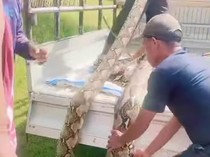 Bangkai Ular Piton 7 Meter yang Mangsa Babi Hutan di Muna Dijual Rp 1 Juta