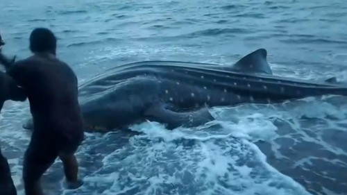 Hiu paus Teluk Saleh yang mati terdampar di tepi pantai Desa Labuan Kananga, Kecamatan Tambora, Kabupaten Bima, NTB, Sabtu, (17/1/2026). (Dok. Istimewa)