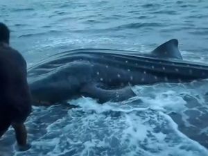 Hiu Paus dari Teluk Saleh Mati Terdampar di Pantai Tambora Bima