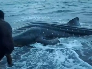 Seekor Hiu Paus Mati Terdampar di Pantai Tambora NTB