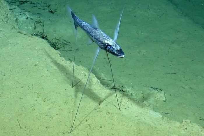Belajar dari Ikan Tripod: Ketangguhan dalam Kesunyian dan Strategi Bertahan Hidup