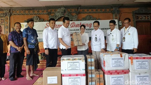 Kementan menyalurkan vaksin untuk mencegah wabah LSD pada ternak sapi di Banjar Tunas Mekar, Desa Manistutu, Kecamatan Melaya, Jembrana, Sabtu (17/1/2026). (Foto: I Putu Adi Budiastrawan/detikBali)