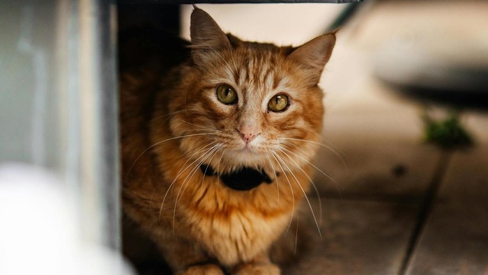 Doa Mencari Kucing Hilang agar Cepat Pulang ke Rumah