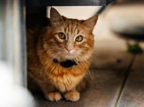 Video: Benarkah Suasana Hati Pemilik Pengaruhi Perasaan Hewan Peliharaan?