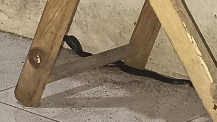 Bayi Kobra Jawa yang Jalan-jalan Tanpa Pengawasan