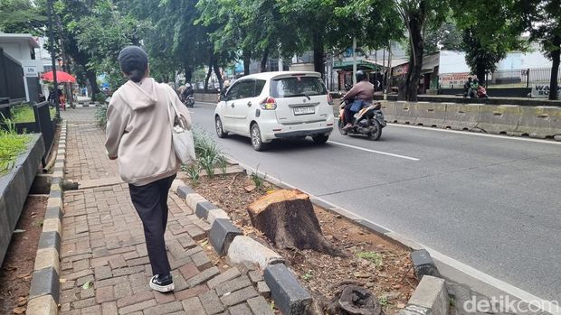 Pohon di Kebayoran Lama, Jakarta Selatan ditebang secara ilegal oleh oknum aparatur sipil negara (ASN). Bekas penabangan pohon itu masih terlihat di lokasi. (Taufiq/detikcom)