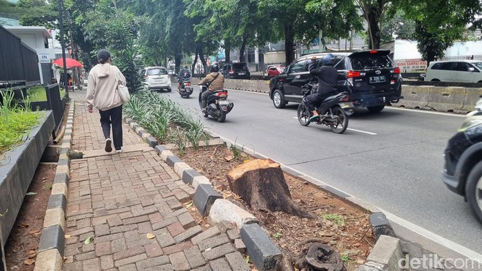 ASN di Jaksel Dimutasi Buntut Tebang Pohon Secara Ilegal