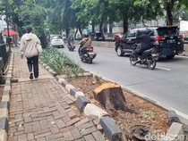 Penampakan Sisa Pohon di Kebayoran Lama Diduga Ditebang Oknum ASN
