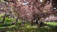 Brooklyn Botanic Garden di New York, Amerika Serikat, terkenal akan keindahannya terutama saat musim bunga sakura. Kebun raya ini menampilkan beragam koleksi mulai dari taman Jepang, bonsai, hingga rumah kaca tropis di tengah kota metropolitan. Lokman Vural Elibol/Anadolu via Getty Images