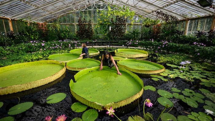 LONDON, ENGLAND - JULY 01:  Botanical artist Lucy Smith (L) and Kew Gardens' scientific and botanical research horticulturalist Carlos Magdalena (R) pose for photographs with the 