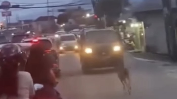 Viral Rusa Berlarian di Jalan Raya Gegerkan Warga Kota Bogor