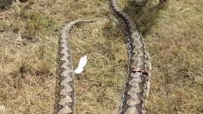 Ular Piton 7 Meter Mangsa Babi Hutan di Muna, Langsung Ditebas Warga