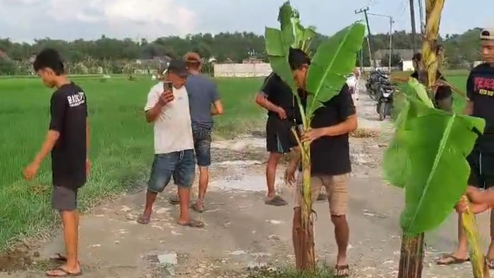 Warga di Desa Genjor Bojonegoro protes jalan rusak dengan tanam pohon pisang