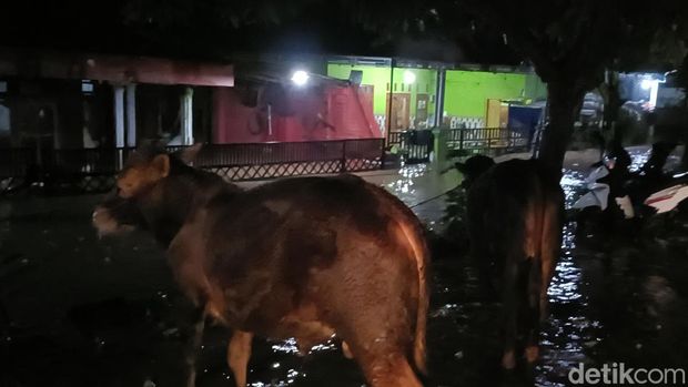 Banjir di Probolinggo Hujan Deras, Banjir Meluas Hingga 7 Kecamatan di Kabupaten Probolinggo, Jalur Pantura Probolinggo Macet