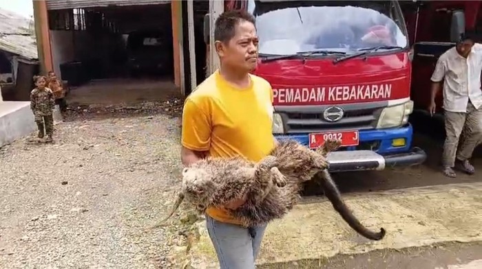 Binturong Mati di Permukiman Pandeglang, Ada Bekas Luka Tembak