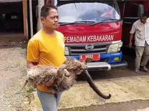 Binturong Mati di Permukiman Pandeglang, Ada Bekas Luka Tembak