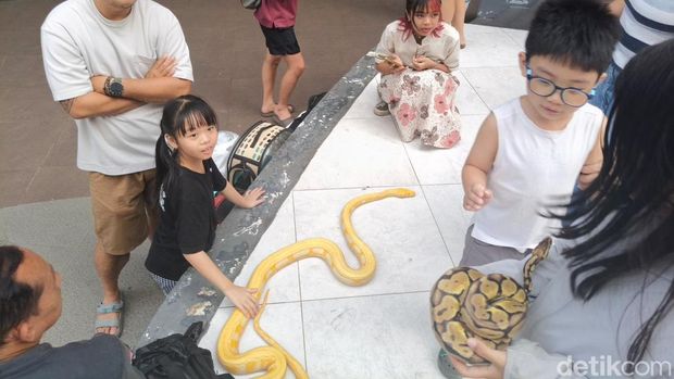Kehadiran satwa unik koleksi dari komunitas Independent Exotic Pets mencuri perhatian pengunjung Mal Gaia. (Ocsya Ade CP)