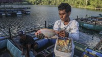 Ikan nila hasil budi daya keramba apung di Danau Ngade dijual dengan harga Rp60 ribu hingga Rp80 ribu per kilogram, membantu menopang perekonomian keluarga nelayan setempat. Foto: ANTARA FOTO/Andri Saputra