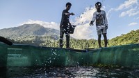 Warga memberi pakan ikan nila di keramba apung Danau Ngade, Ternate, Maluku Utara. Budi daya ini menjadi sumber penghasilan harian warga sekitar. Foto: ANTARA FOTO/Andri Saputra