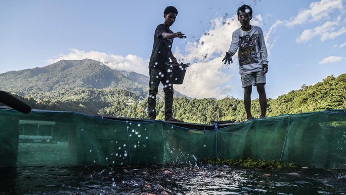 Warga memberi pakan ikan nila di keramba apung di Danau Ngade Ternate, Maluku Utara, Jumat (16/1/2026). Danau dengan luas sekitar 18,33 hektar itu selain menjadi tujuan wisata juga menjadi sumber perekonomian warga setempat yang mengembangkan usaha budidaya ikan nila mengunakan keramba apung serta dijual dengan harga Rp60 ribu - Rp 80 ribu per kilogram. ANTARA FOTO/Andri Saputra/agr