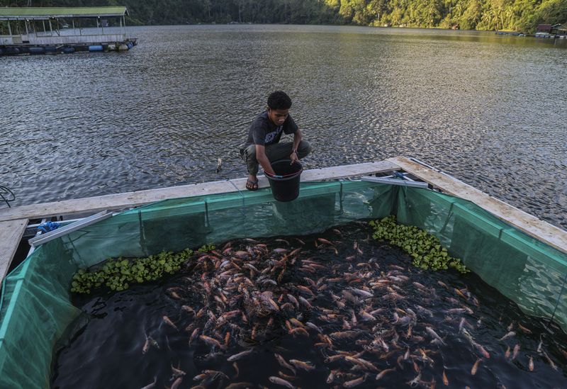 Warga memberi pakan ikan nila di keramba apung di Danau Ngade Ternate, Maluku Utara, Jumat (16/1/2026). Danau dengan luas sekitar 18,33 hektar itu selain menjadi tujuan wisata juga menjadi sumber perekonomian warga setempat yang mengembangkan usaha budidaya ikan nila mengunakan keramba apung serta dijual dengan harga Rp60 ribu - Rp 80 ribu per kilogram. ANTARA FOTO/Andri Saputra/agr