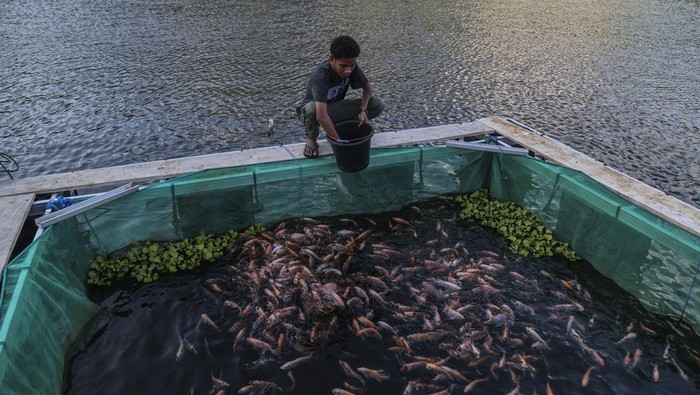 Warga memberi pakan ikan nila di keramba apung di Danau Ngade Ternate, Maluku Utara, Jumat (16/1/2026). Danau dengan luas sekitar 18,33 hektar itu selain menjadi tujuan wisata juga menjadi sumber perekonomian warga setempat yang mengembangkan usaha budidaya ikan nila mengunakan keramba apung serta dijual dengan harga Rp60 ribu - Rp 80 ribu per kilogram. ANTARA FOTO/Andri Saputra/agr