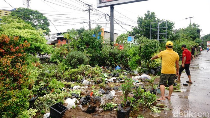 Hujan lebat yang memicu banjir merusak lapak pedagang tanaman hias di Jalan Lingkar Utara, Bekasi Kota, Minggu (18/1/2026). Sejumlah tanaman terguling dan rusak.