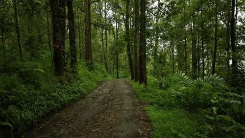 Pemandangan jalan alternatif ke Banjar Paketan, Desa Sukawana, Kintamani, yang diapit hutan pohon pinus, Minggu (18/1/2026). (Aryo Mahendro/detikBali)