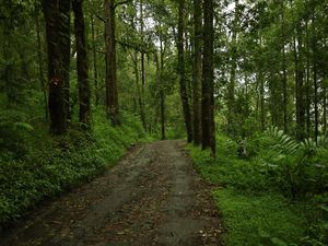 Hutan Wajib Lestari, tapi Juga Harus Ciptakan Pertumbuhan Ekonomi