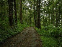 Menelusuri Hutan Folklore Taylor Swift di Kintamani