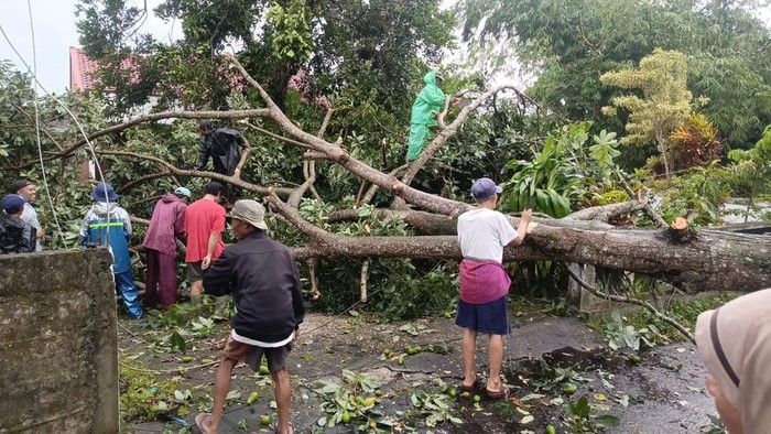 Petugas gabungan saat melakukan penanganan dampak hujan angin di Sleman, Sabtu (17/1/2026).